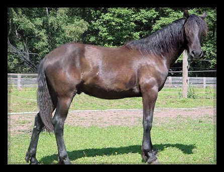 Strider one year old